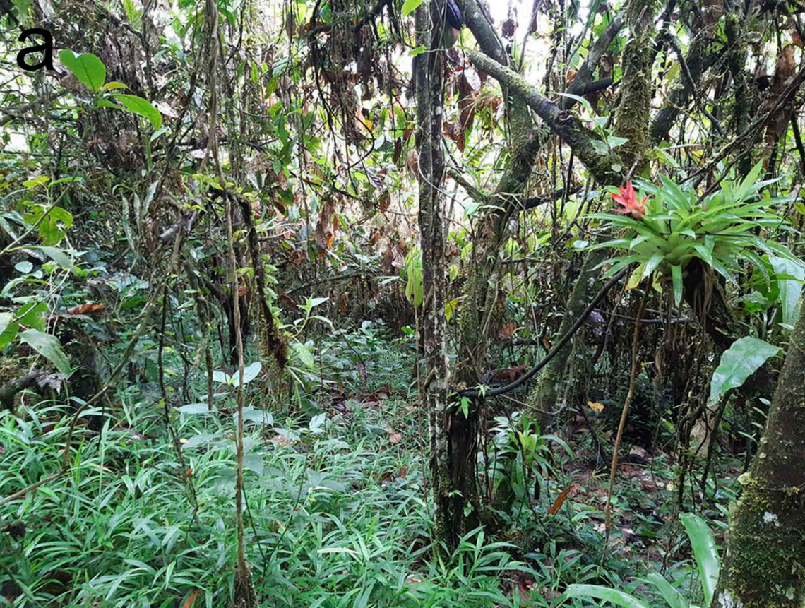 Scientists found a 2-foot-long amphibian with dozens of teeth in a forest of Ecuador and discovered a mysterious new species, a study said.