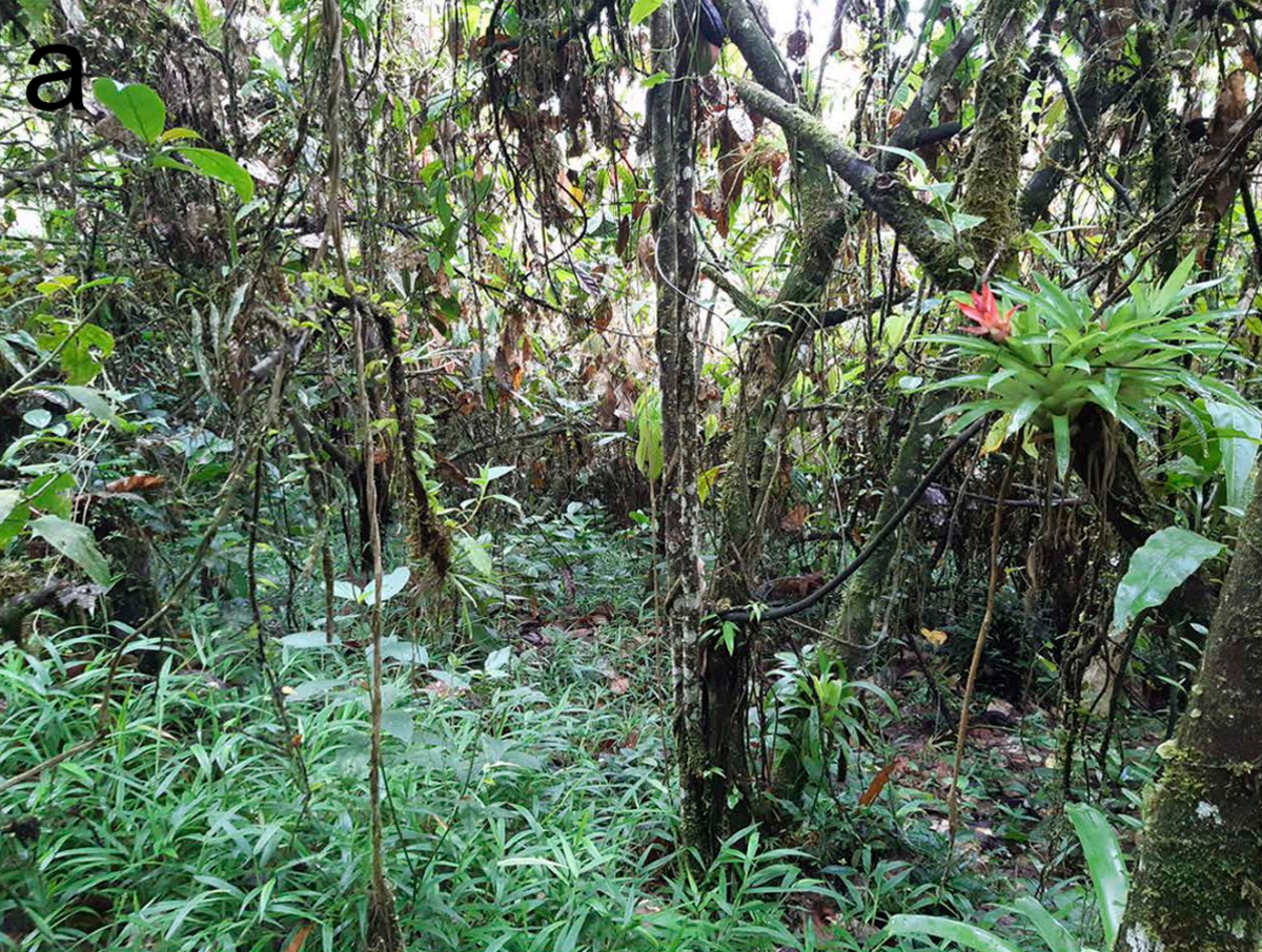 Scientists found a 2-foot-long amphibian with dozens of teeth in a forest of Ecuador and discovered a mysterious new species, a study said.