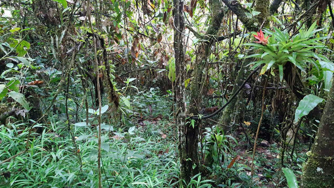 Scientists found a 2-foot-long amphibian with dozens of teeth in a forest of Ecuador and discovered a mysterious new species, a study said.