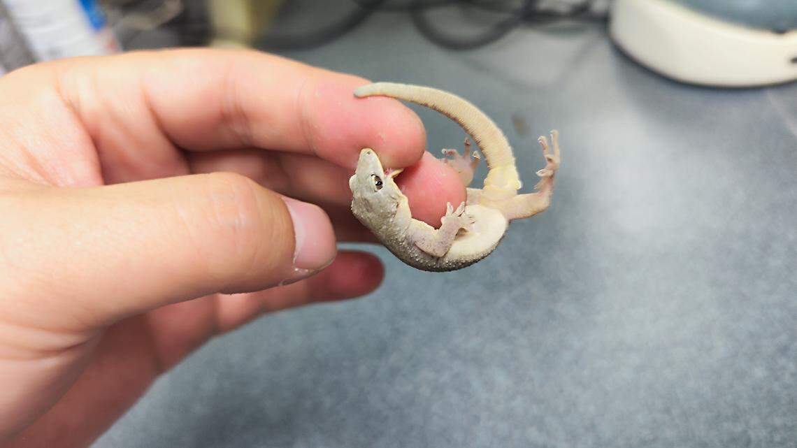 A Gekko kaiyai, or Dabie Mountains gecko, biting a researcher’s finger.