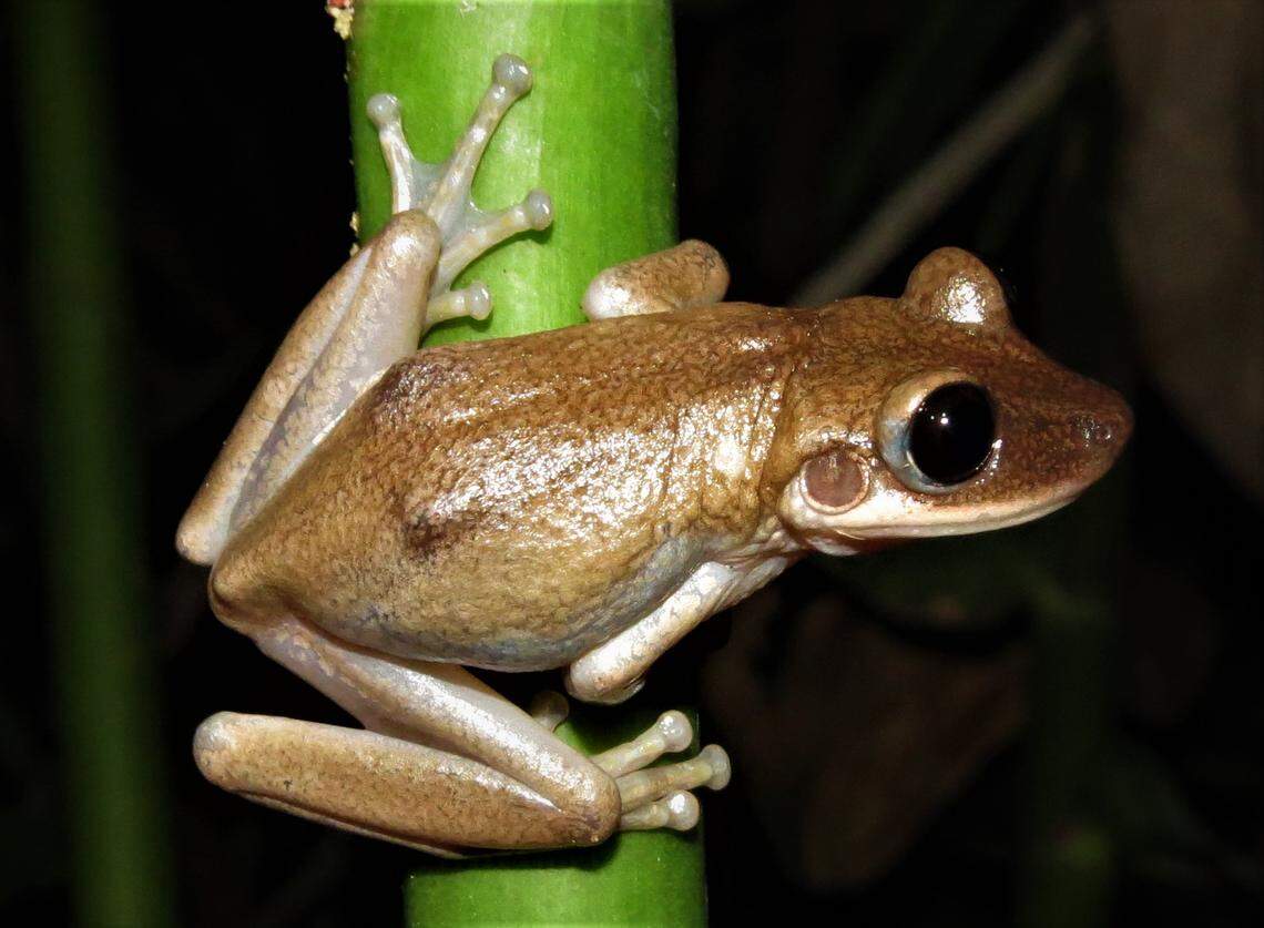 A Nyctimantis diadorim, or Brazilian backland casque-headed tree frog, perched on a branch.