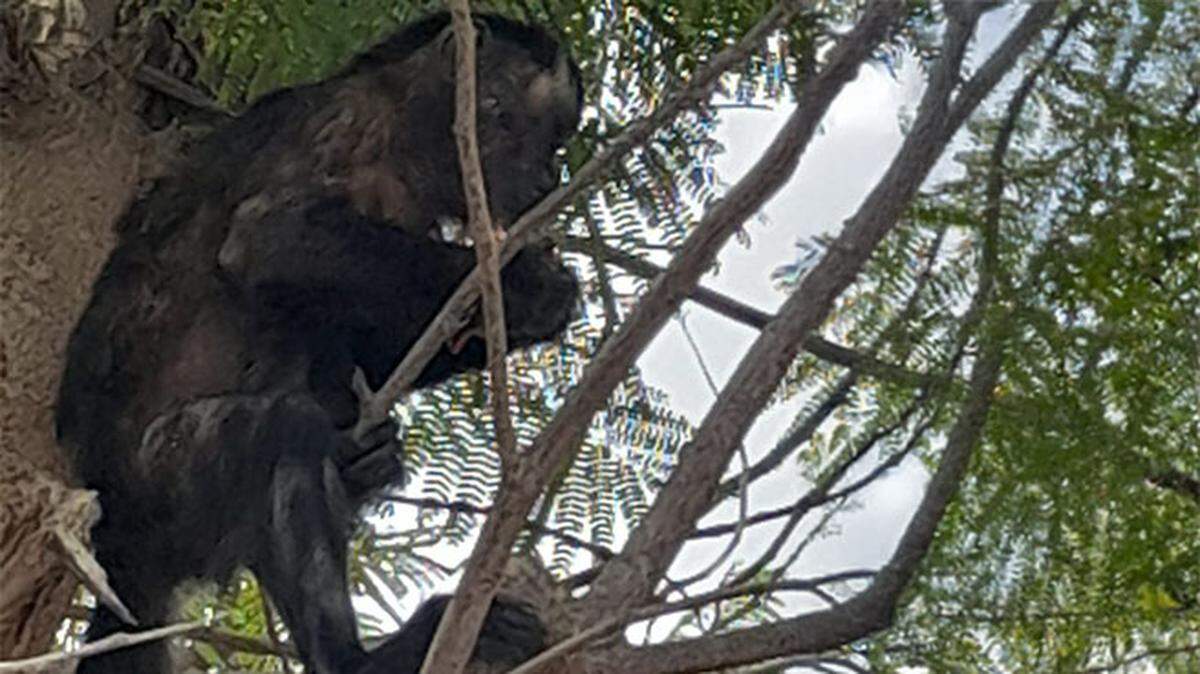 Residents in Ica called wildlife officials to report an escaped pet monkey entering their homes and wreaking havoc. Photos show the rescued animal.