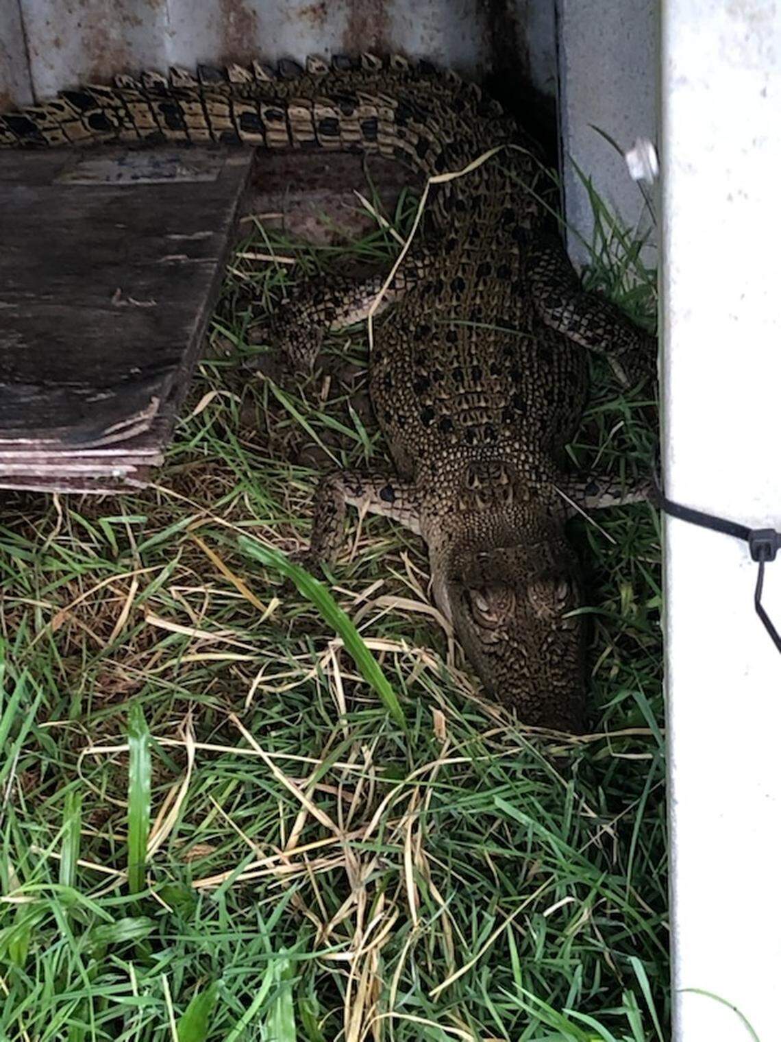 The crocodile in a chicken coop in Cape Hillsborough.