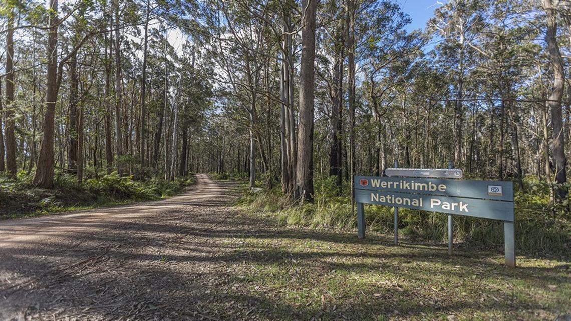 A rare endangered predator, a spotted-tailed quoll, interrupted two employees eating lunch at Werrikimbe National Park, a video shows.