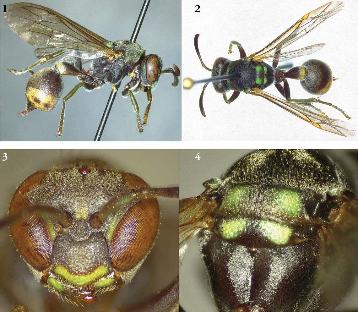 Several views of Ropalidia jemmae, or Jemma’s social wasp, showing its full body (1 and 2), head (3) and upper body segment (4).