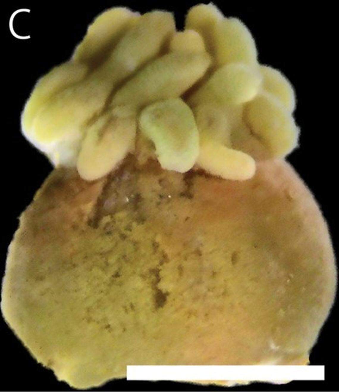 A Vitrumanthus flosculus, or small flower zoantharian, as seen up close.