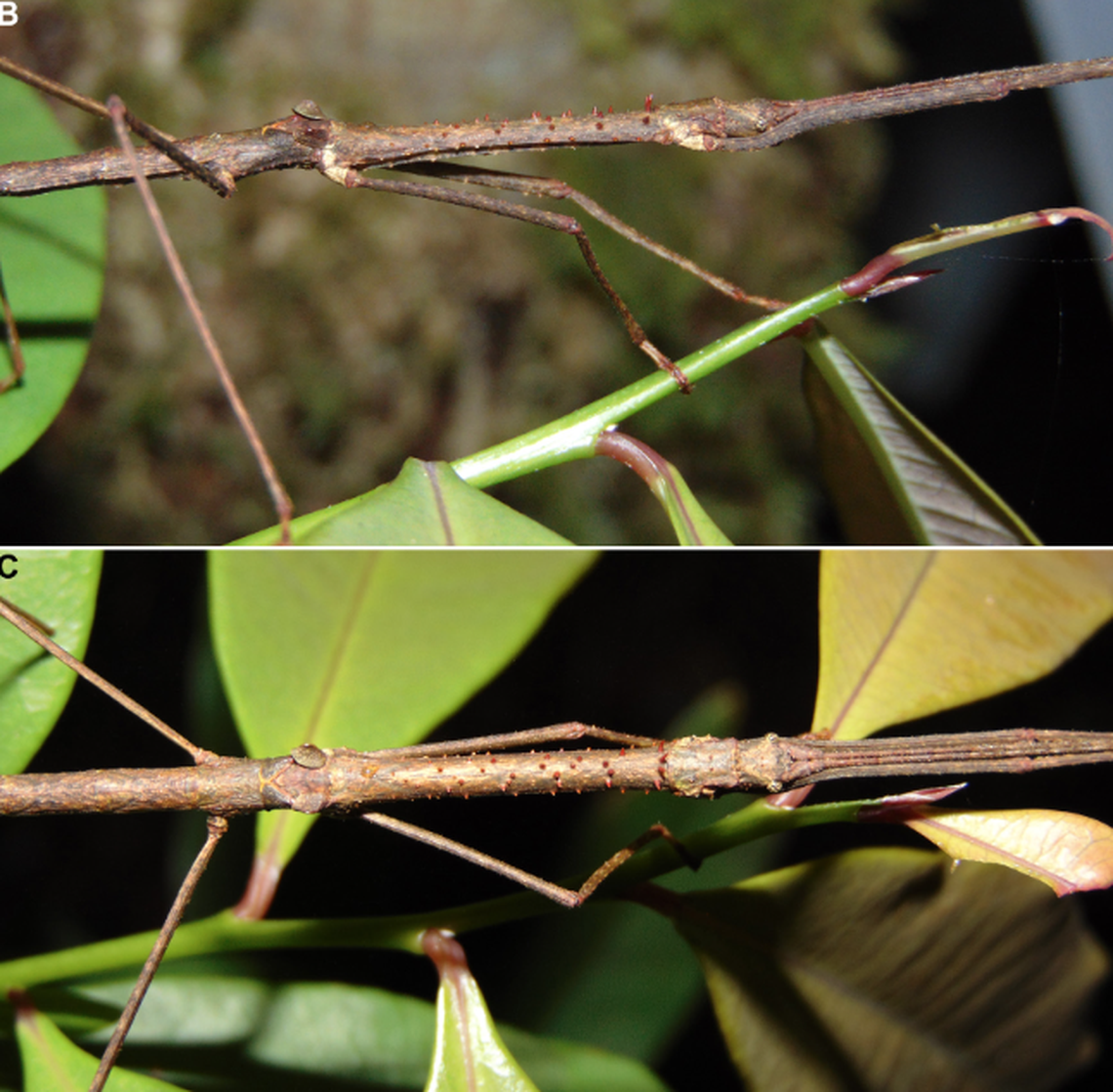 Protrusions on Mycovartes montanus look like spines found on tree branches.