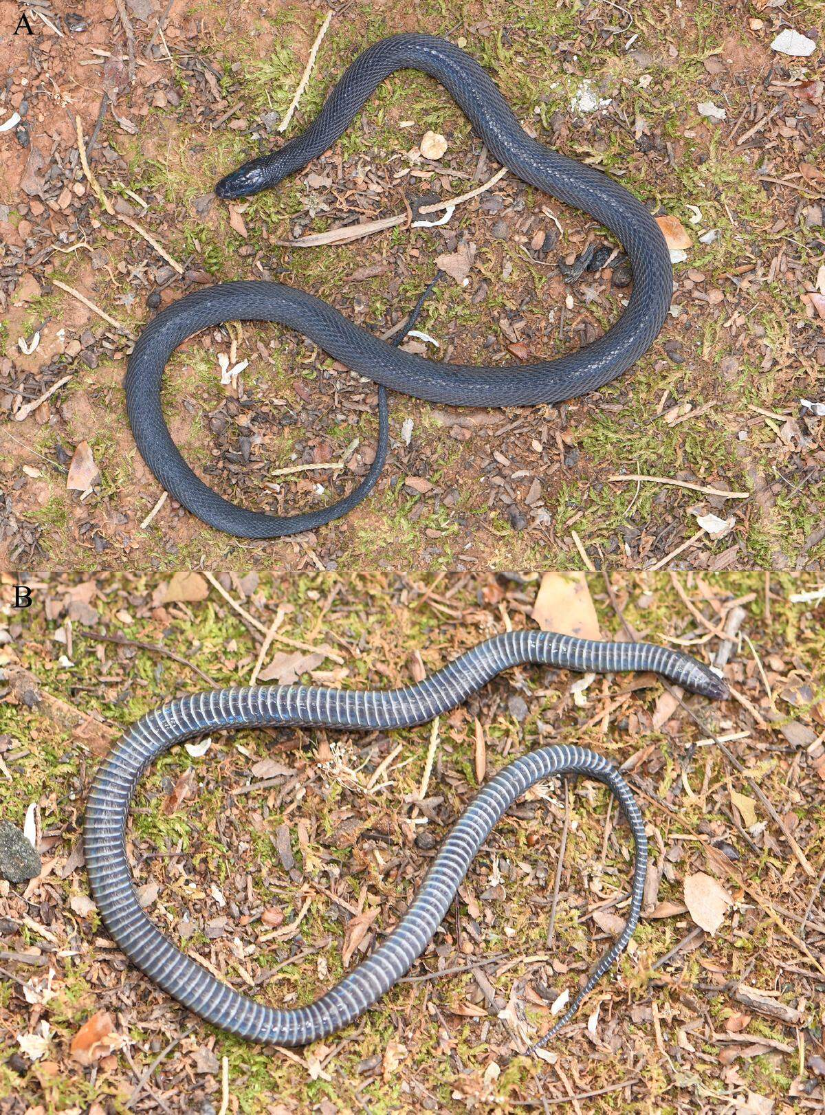 The Zugs’ odd-scaled snake, or Achalinus zugorum, found in Yunnan Province, China.