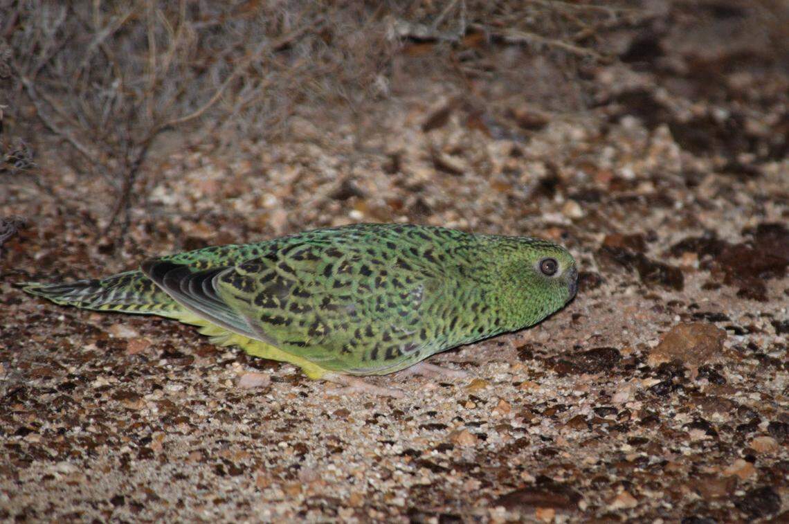 A night parrot photographed at Pullen Pullen Special Wildlife Reserve in 2017.