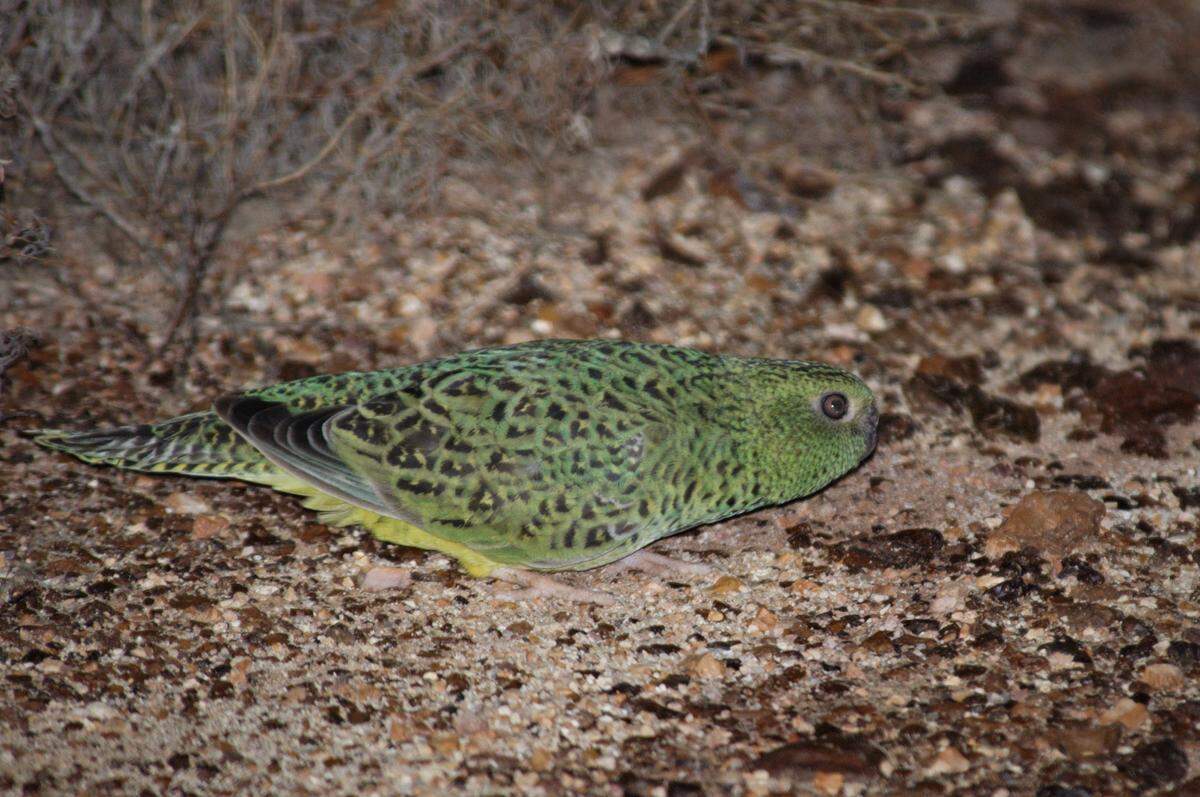 A night parrot photographed at Pullen Pullen Special Wildlife Reserve in 2017.