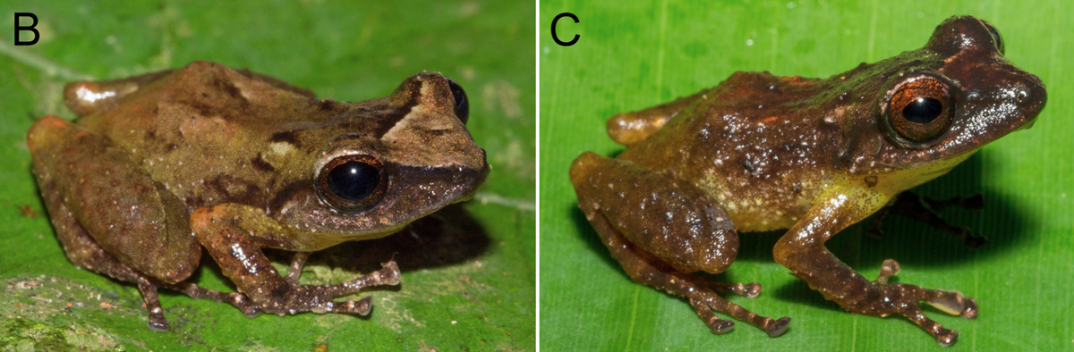 Two Pristimantis fouqueti, or Fouquet’s rain frogs, showing varied colors.