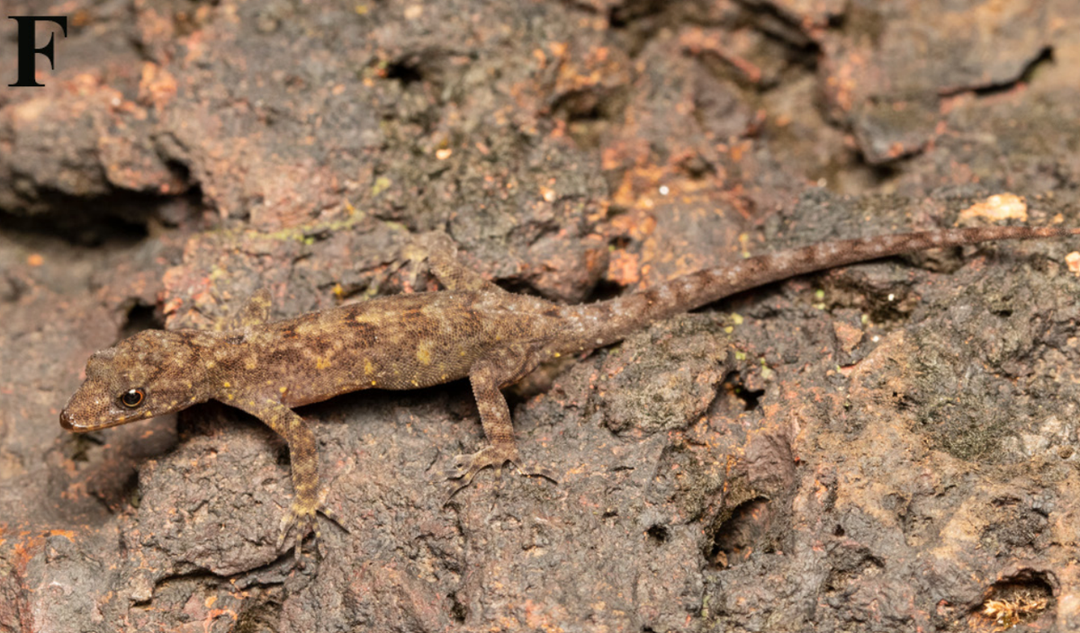 A female Cnemaspis maharashtraensis, or Maharashtra dwarf gecko, on a rock.