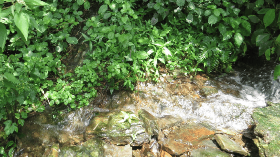 Scientists found a “horned” creature with over 250 eggs near a forest stream and discovered a new species, a study said.