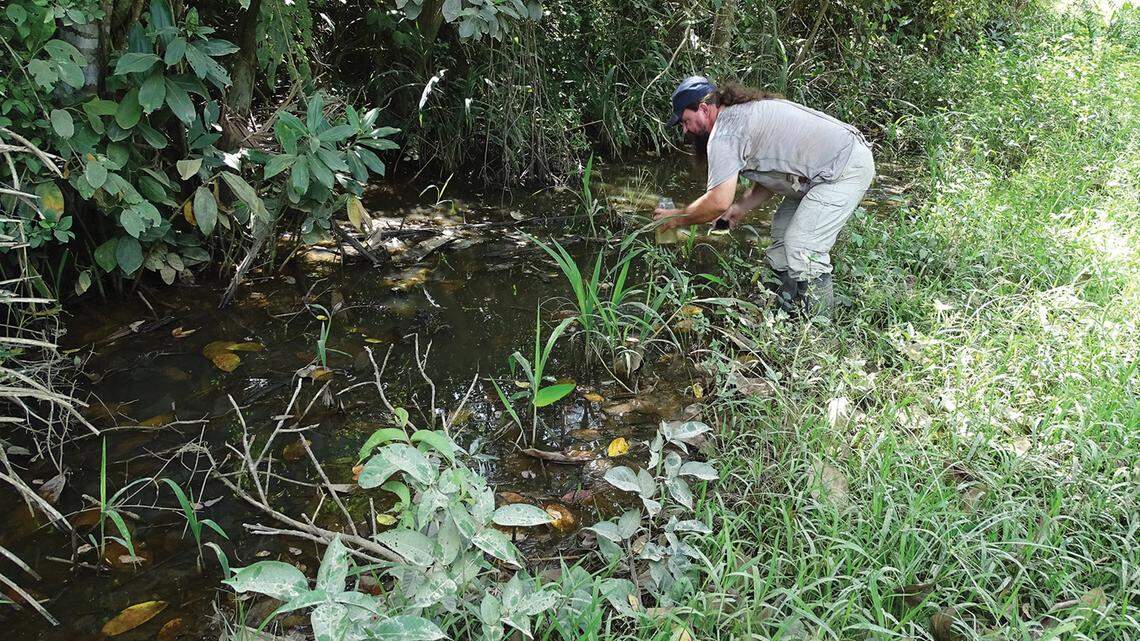 Moema claudiae was rediscovered after more than 20 years without a sighting in a temporary pond less than 2 feet deep, researchers said. Moema claudiae was rediscovered after more than 20 years without a sighting in a temporary pond less than 2 feet deep, researchers said.