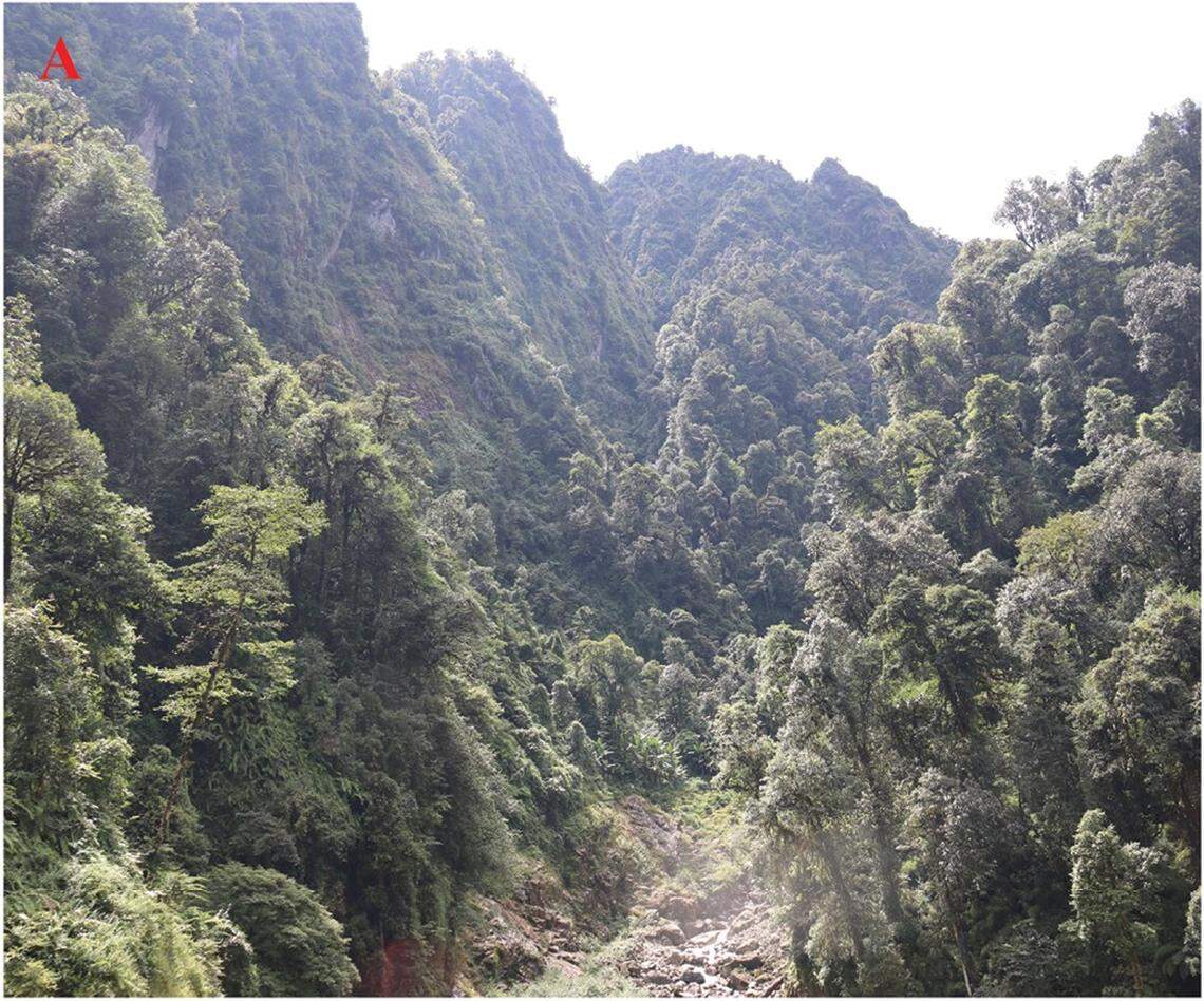 The habitat of Rhacophorus dulongensis, or Dulongjiang tree frog.
