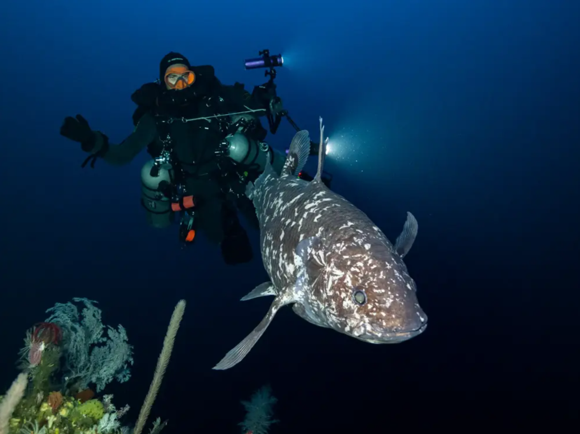 A diver hovers a few feet behind the coelacanth found in North Maluku.