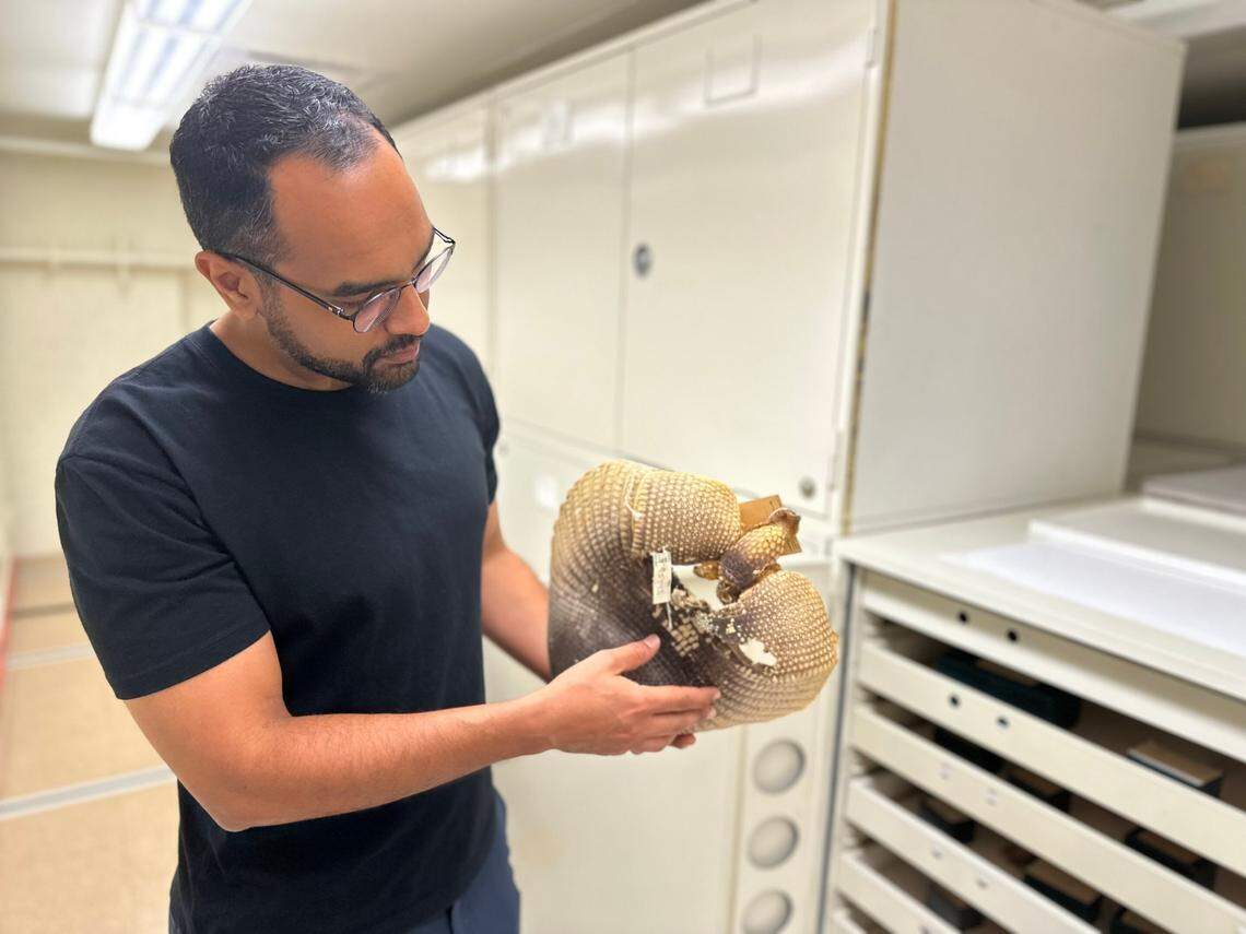 Co-author Anderson Feijó with a preserved armadillo specimen.