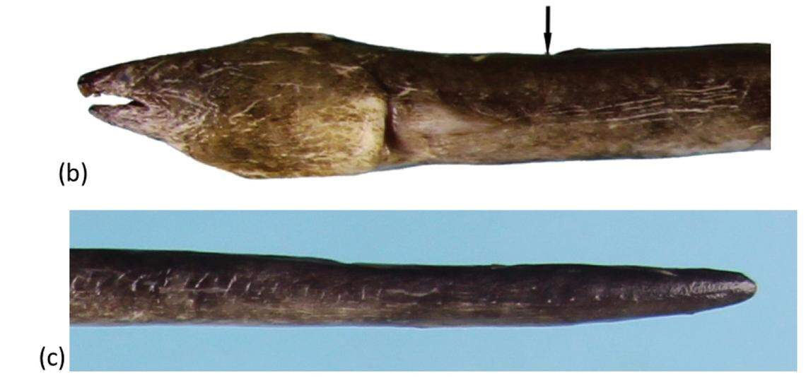 The head and tail of an Ophichthus nguyenorum, or dark long-body snake eel.