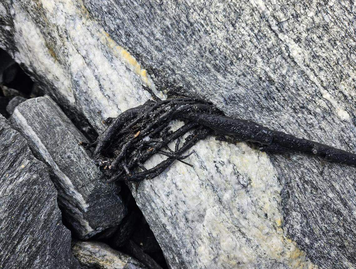 A close-up photo shows the 1,500-year-old scaring stick.