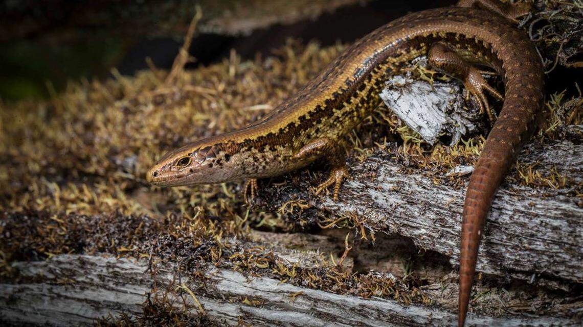 New Zealand wildlife experts rush to build predator-free enclosure to save world’s last known population of 30 Alborn skinks from extinction.