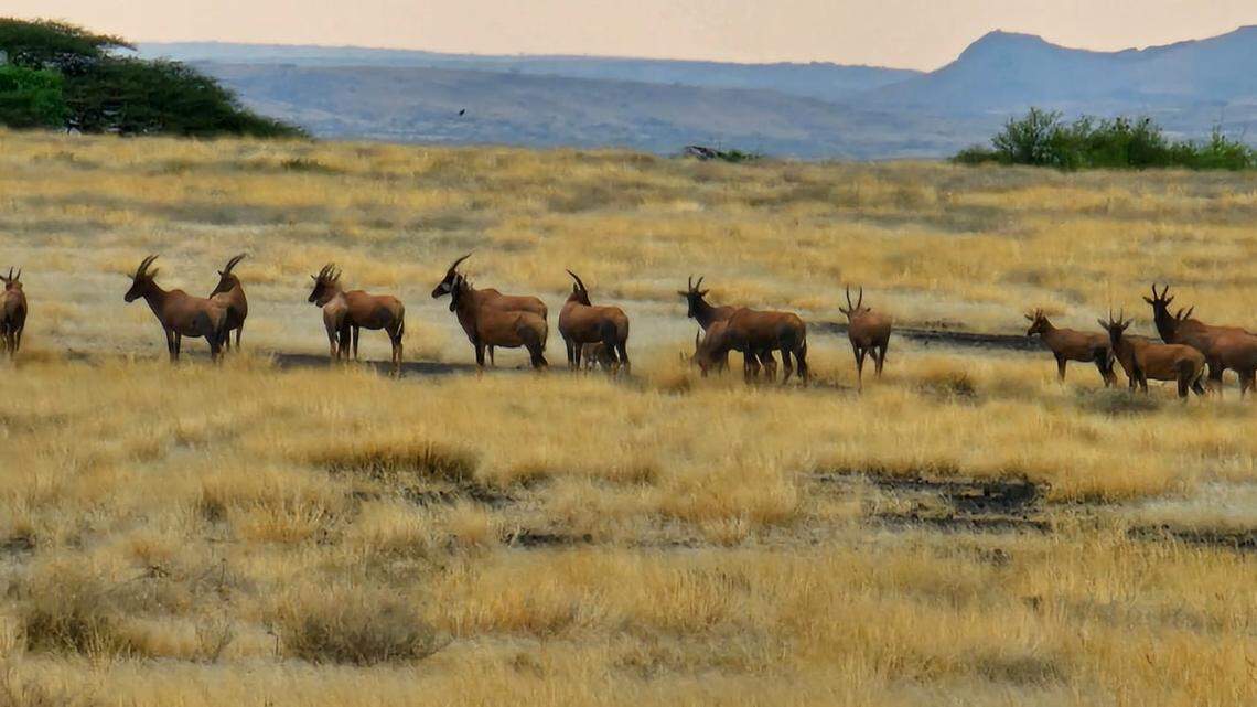 Park rangers on a routine patrol at Sibiloi National Park in Kenya spotted a “truly rare” albino animal, photos show and officials said.