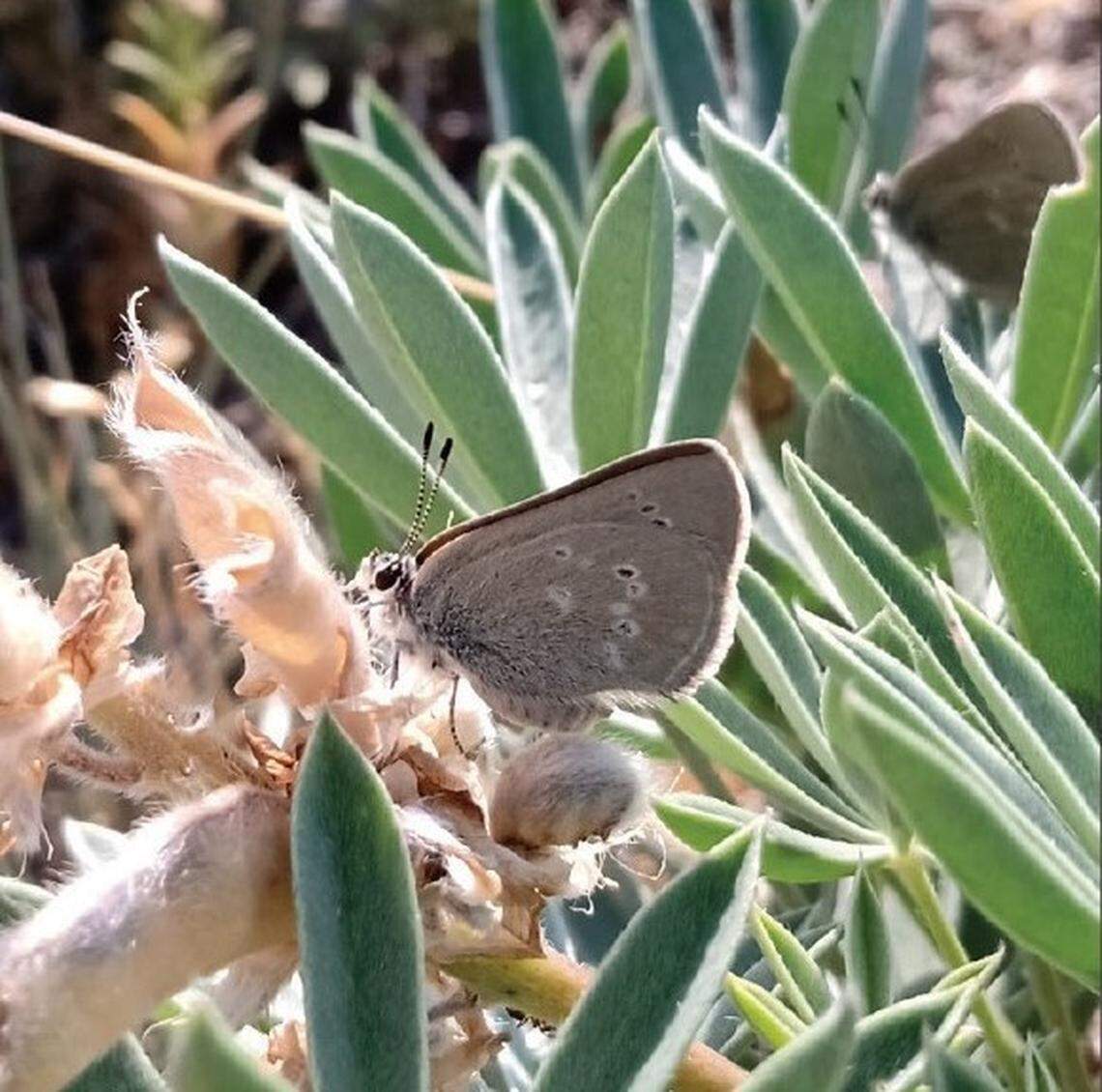A Satyrium curiosolus, or curiously isolated hairstreak, perched on a plant.