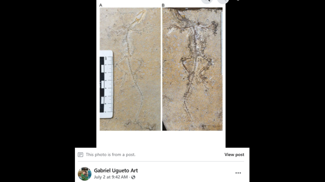 “Someone in the 1930s decided to double their profit by selling both halves separately,” PhD study Victor Beccari said in a news release.