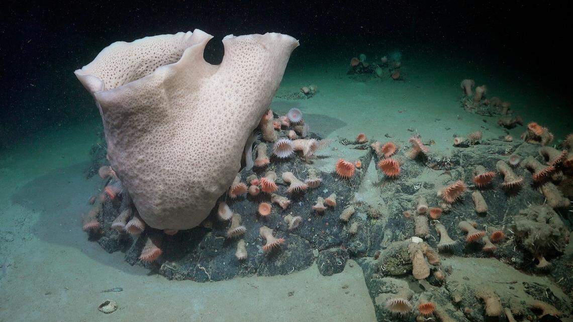A large sponge and a group of anemones were recorded on the seafloor that was previously covered by the George VI Ice Shelf.