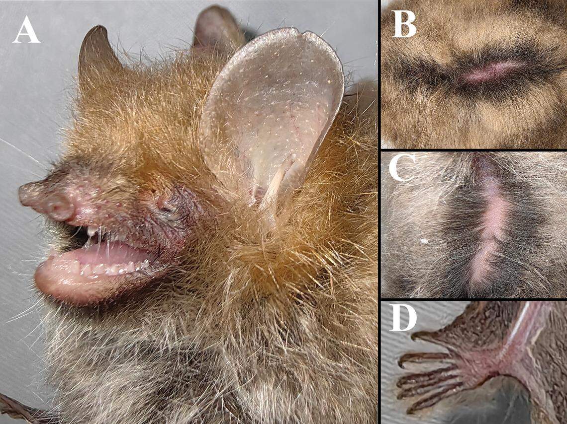 The Chayu tube-nosed bat is named for its two distinct tubular-shaped nostrils commonly found among species of the Murina genus.