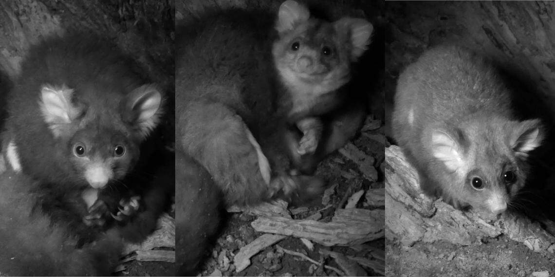 The family of greater gliders seen on the livestream are (from left to right): the dad, Milo, the mom, Pip, and the joey, Brimi.