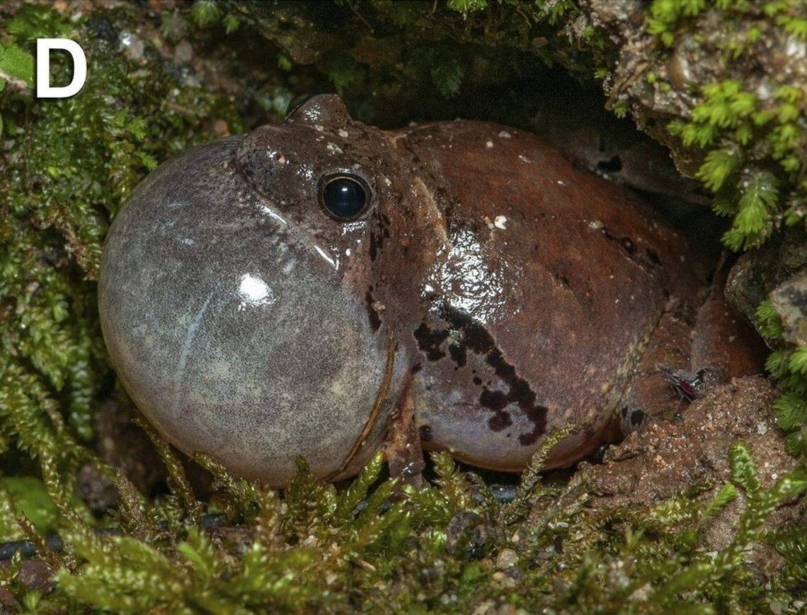 A Microhyla sundaica, or Sundaic narrow-mouthed frog, seen calling.