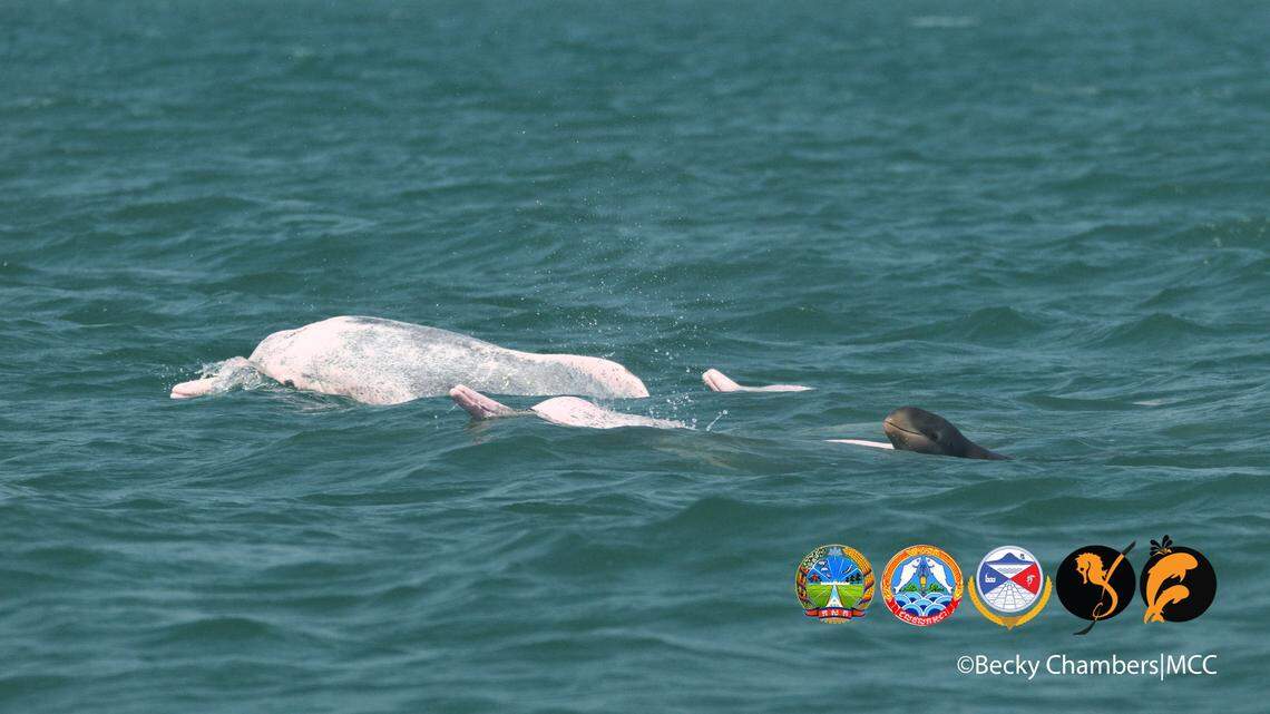 Scientists in Preaek Tnaot saw an “extremely unusual” group of dolphins with a baby of one species and adults of another species, a photo shows.