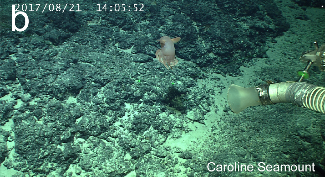 The new species of Dumbo octopus seen in its natural habitat.