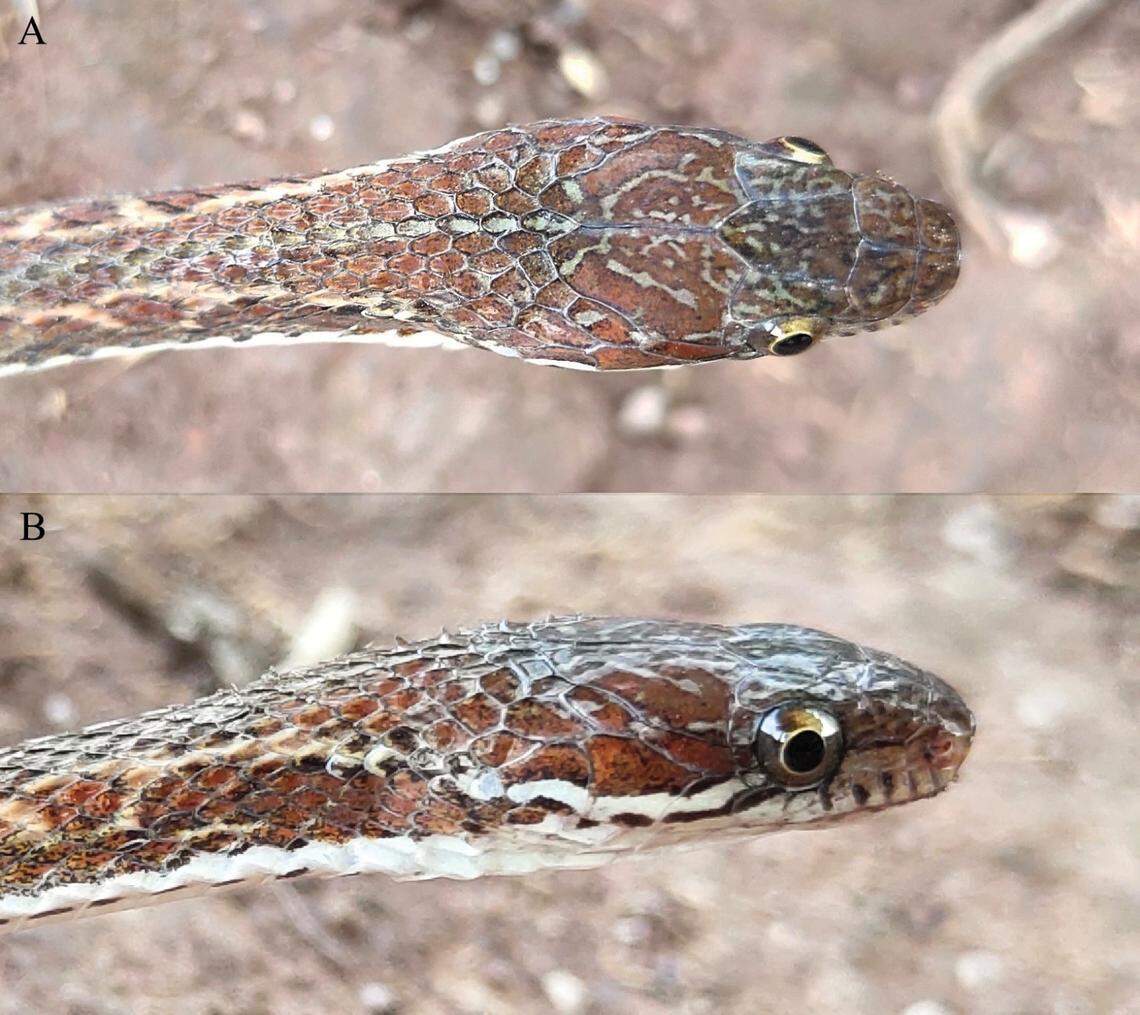 The head of a Hebius shantianfangi, or Shan’s keelback snake.