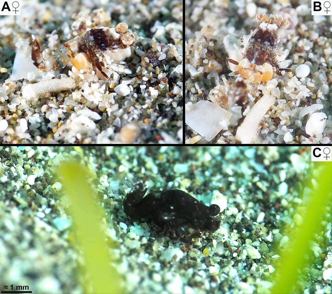 More adult Mysidopsis canariensis, or Canary Islands mysid shrimps.