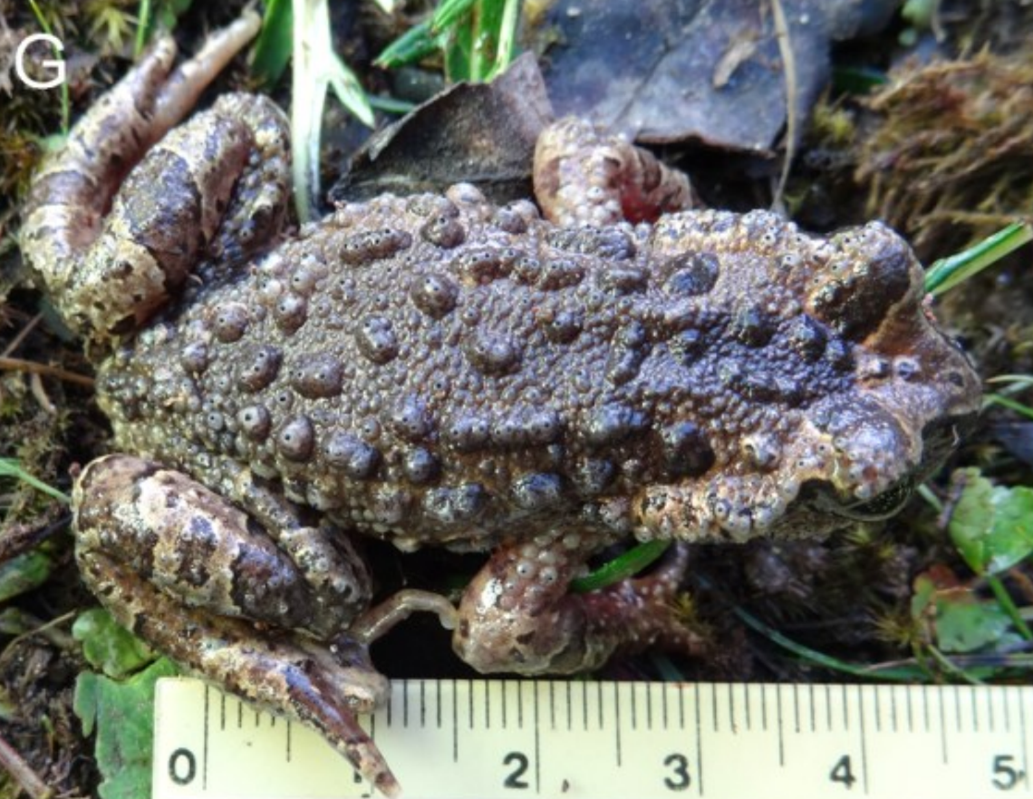 A Scutiger khumbu, or Khumbu Himal lazy toad, as seen from above.