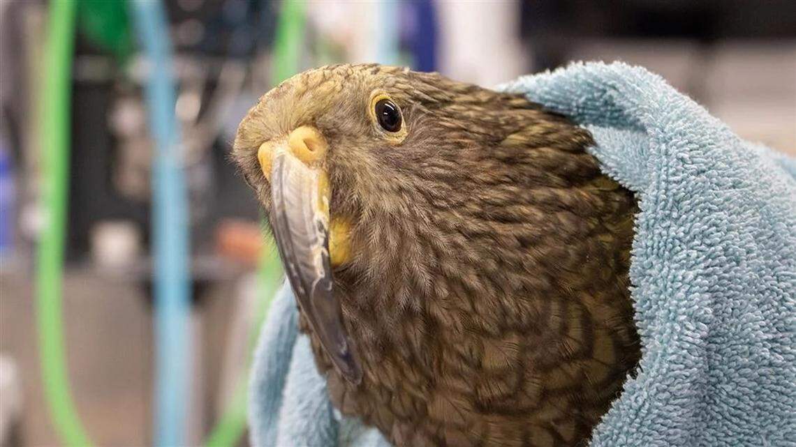 Wildlife experts said the young kea’s treatment for his shattered leg was complex.