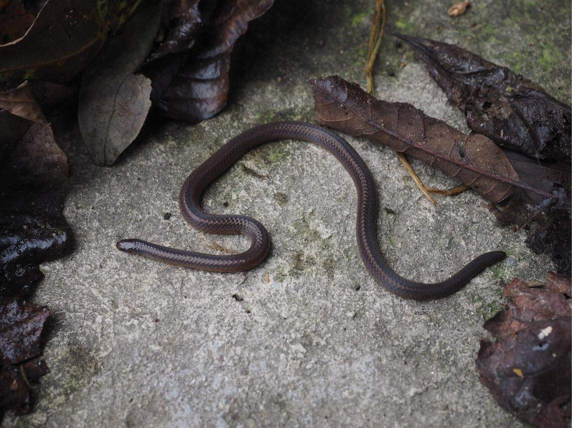 A Calamaria berezowskii, or Berezowski’s reed snake.