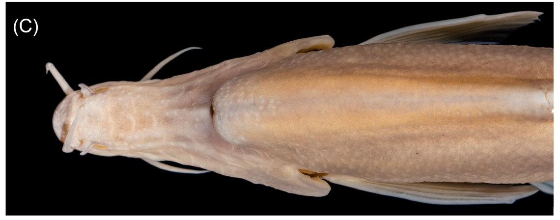A preserved Sinocyclocheilus wanlanensis, or Wanlan cavefish, as seen from above.