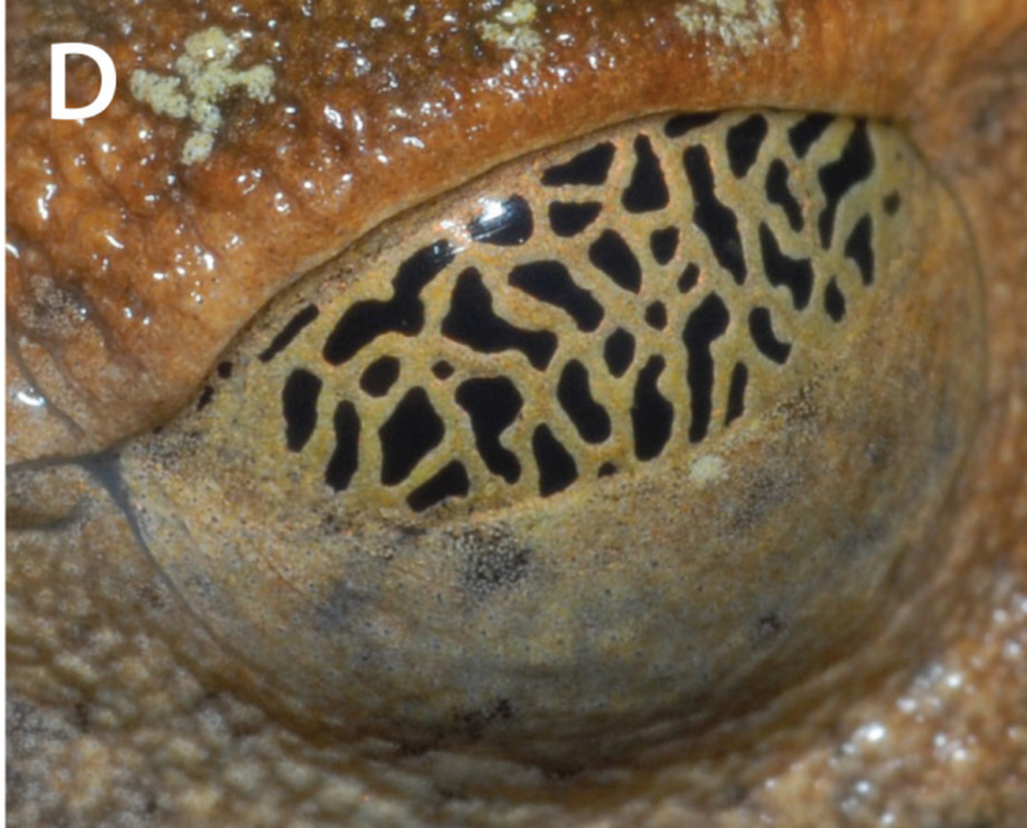 A close-up view of the eyelid of a Nyctimystes hanwara, or hanwara tree frog.