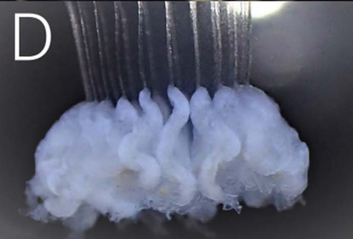 The integral jellyfish has curled gonads in the same elongated S-shape as the mathematical integral symbol.