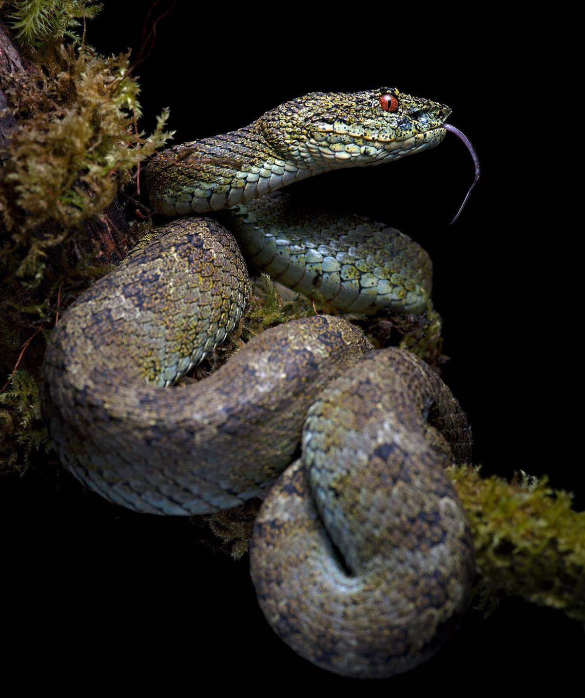 A close-up photo of a Bothriechis klebbai, or Klebba’s eyelash pit viper.