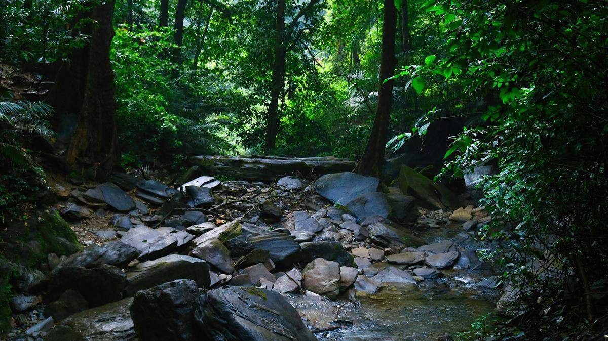 A new population was recorded in Vietnam’s Dong Son–Ky Thuong Nature Reserve, according to the study.