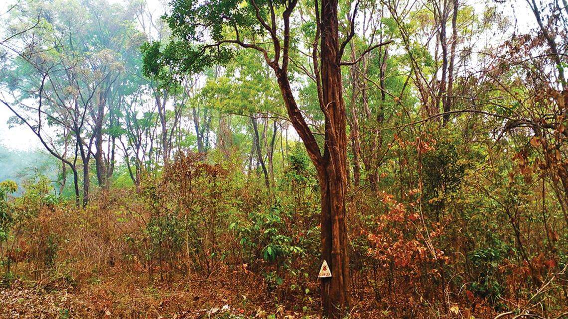 Scientists found a bumpy baby animal in “sky islands” of Gia Lai province and discovered a new species, a study said.