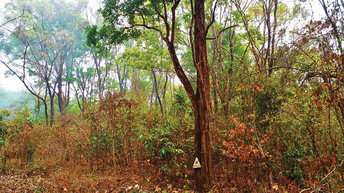 Scientists found a bumpy baby animal in “sky islands” of Gia Lai province and discovered a new species, a study said.