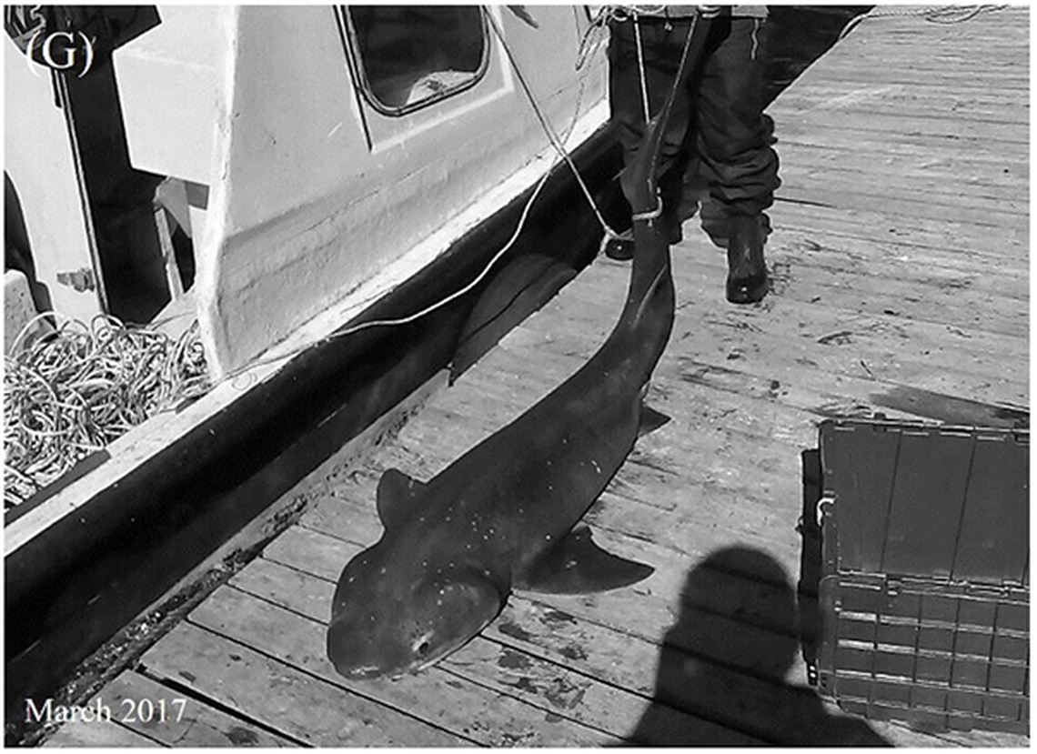 A broadnose sevengill shark, or Notorynchus cepedianus, caught by a fisherman at Comau Fjord.