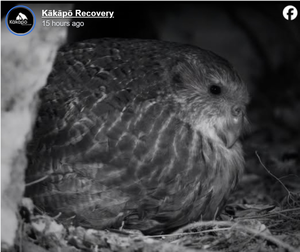 Taeatanga, an 11-year-old kākāpō, booming at Sanctuary Mountain Maungatautari.