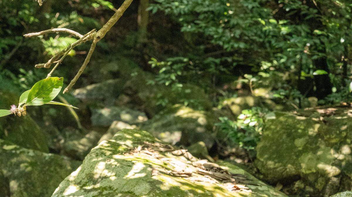 The creatures were found in the Xishuangbanna Tropical Botanical Garden in China’s Yunnan Province, scientists said in a new study.