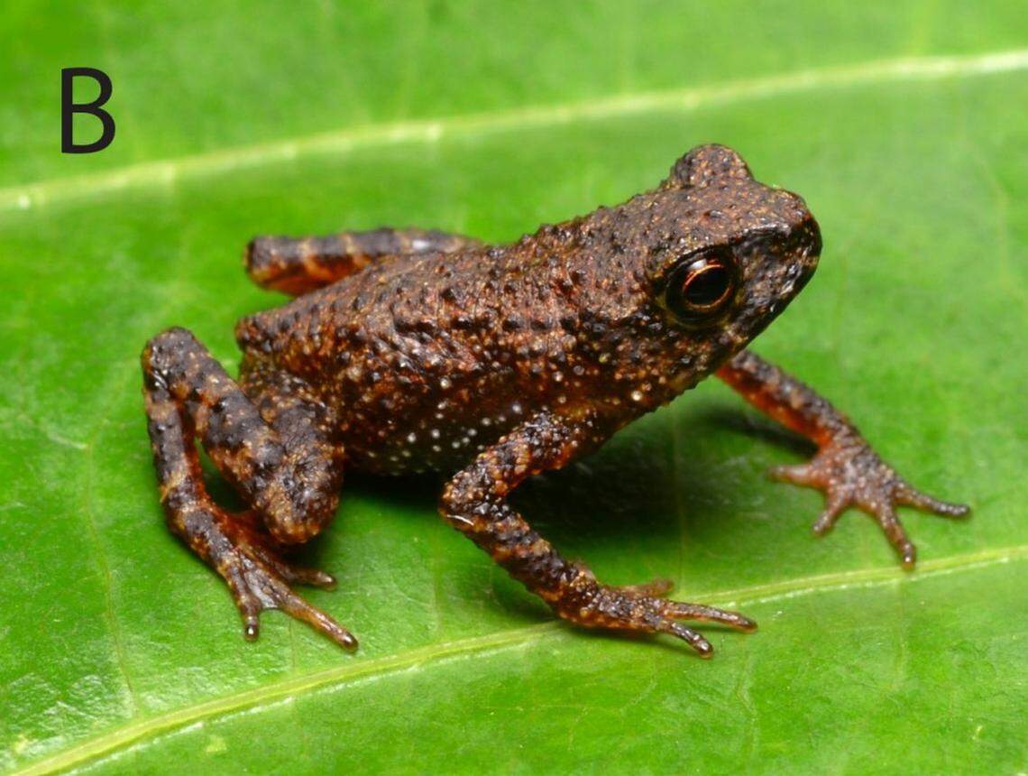 The Mesilau stream toad, or Ansonia guibei, rediscovered by researchers.