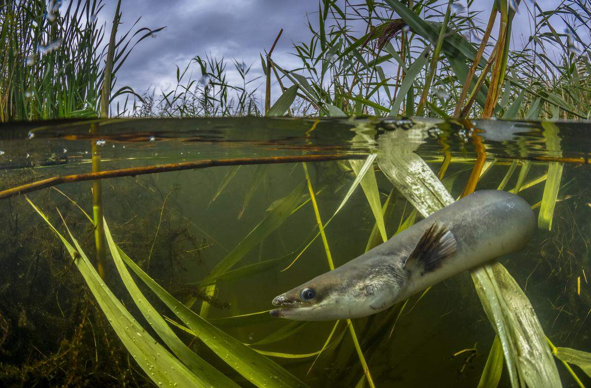 European eel populations have declined by up to 95% since the 1980s, European officials said.